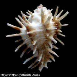 Homalocantha oxycantha (Broderip, 1833) - Imagem 2