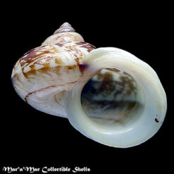 Cyclophorus expansus Pfeiffer,1851