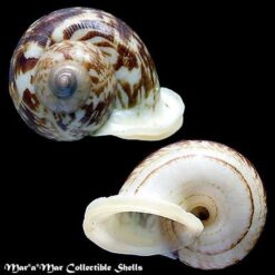 Alternative view of Cyclophorus expansus Pfeiffer,1851