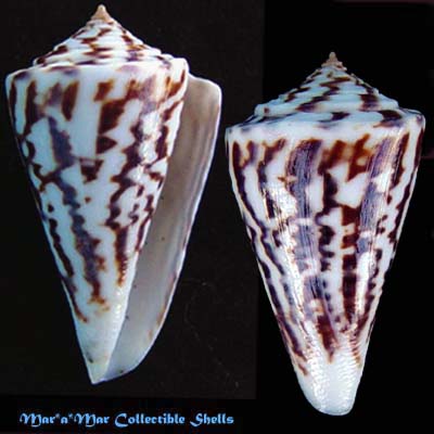 Conus clerii Reeve, 1844*