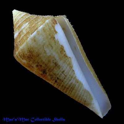 Conus atractus Tomlin, 1937