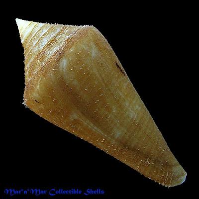 Conus atractus Tomlin, 1937 - Imagem 2