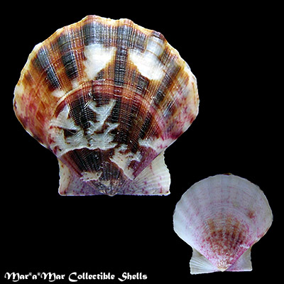 Flexopecten glaber (Linnaeus, 1758)