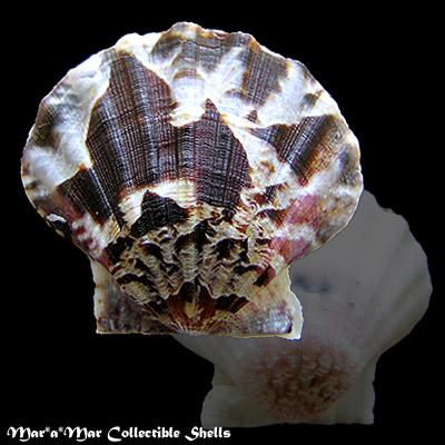 Flexopecten glaber (Linnaeus, 1758)