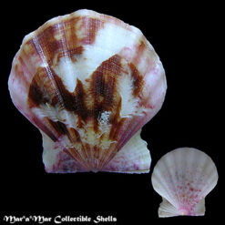 Flexopecten glaber (Linnaeus, 1758)