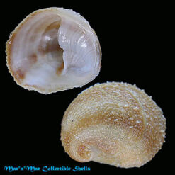 Crepidula aculeata (Gmelin, 1791)
