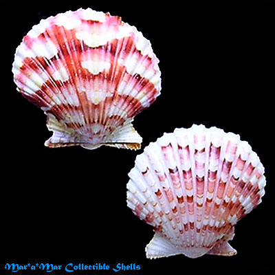Argopecten noronhensis (E. A. Smith, 1885)