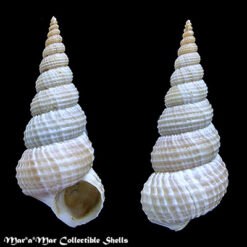 Amaea ferminiana (Dall, 1908)