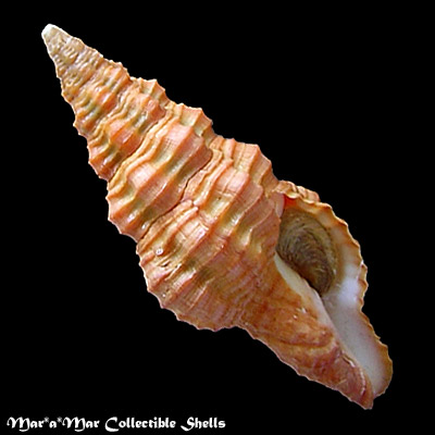 Latirus concentricus (Reeve, 1847)