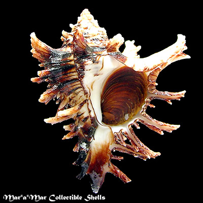 Hexaplex princeps (Broderip, 1833)