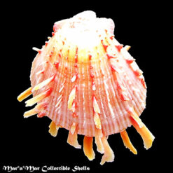 Spondylus ictericus Reeve, 1856*