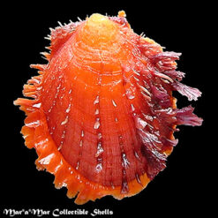 Spondylus ictericus Reeve, 1856.