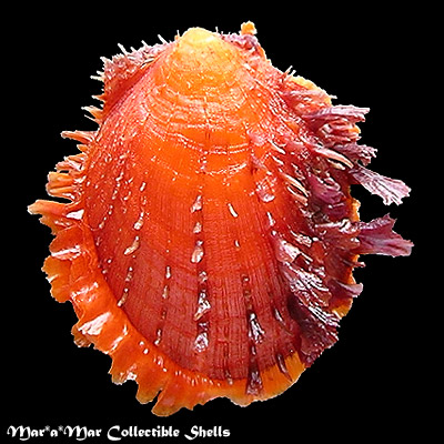 Spondylus ictericus Reeve, 1856.