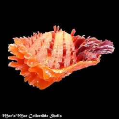 Spondylus ictericus Reeve, 1856. - Imagem 2