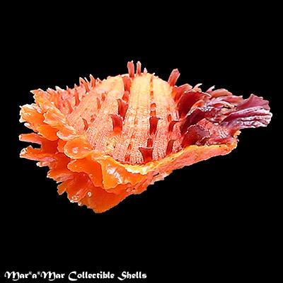 Spondylus ictericus Reeve, 1856. - Imagem 2