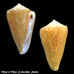 Conus clenchi Martens, 1943