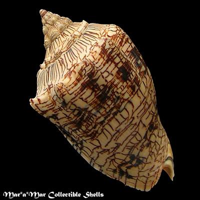 Voluta ebraea Linnaeus, 1758 - Imagem 2