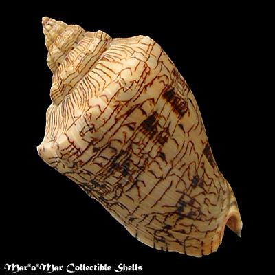 Voluta ebraea Linnaeus, 1758 - Imagem 2