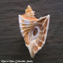 Cymatium raderi D´Attilio & Meyers, 1984