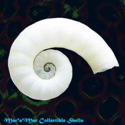 Spirula spirula (L., 1758)