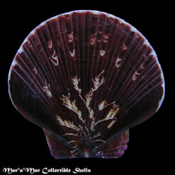 Pecten ziczac (Linnaeus, 1758)