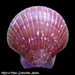 Pecten ziczac (Linnaeus, 1758) - Imagem 2