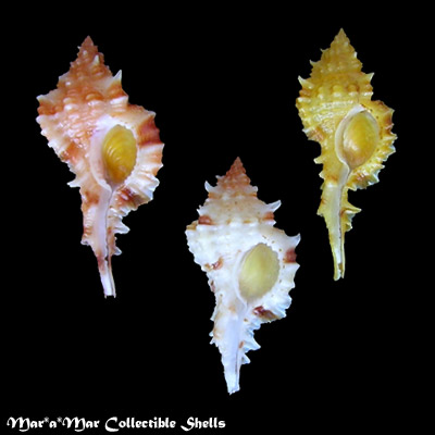 Chicoreus coltrorum E. Vokes, 1991