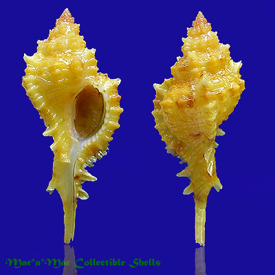 Chicoreus coltrorum E. Vokes, 1991