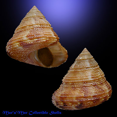 Calliostoma adspersum (Philippi, 1851)