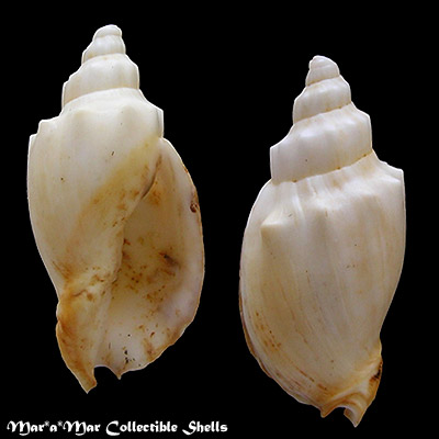 Odontocymbiola americana (Reeve, 1846)
