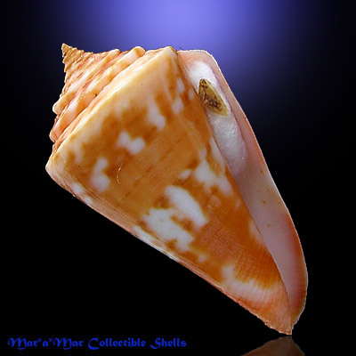 Conus carioca Petuch, 1986