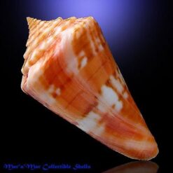Conus carioca Petuch, 1986 - Imagem 2