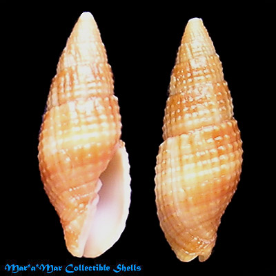 Mitra nodulosa Gmelin, 1791