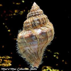 Alternative view of Monoplex parthenopeus (Salis Marschlins, 1793)