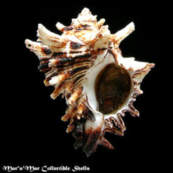 Hexaplex princeps (Broderip, 1833)