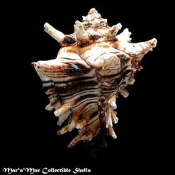 Alternative view of Hexaplex princeps (Broderip, 1833)