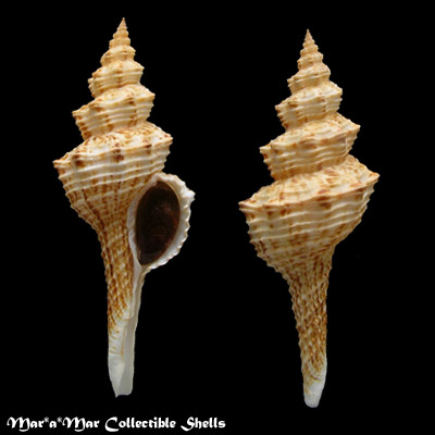 Goniofusus brasiliensis (Grabau, 1904)