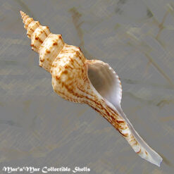 Fusinus sp.