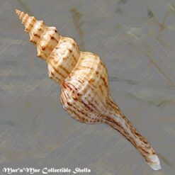 Fusinus sp. - Image 2