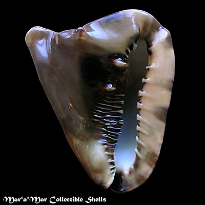 Cassis tuberosa (Linnaeus, 1758)