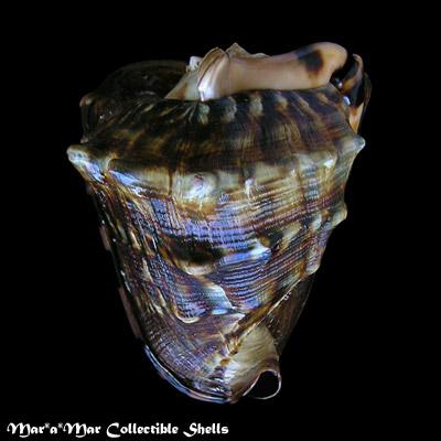 Cassis tuberosa (Linnaeus, 1758) - Image 2