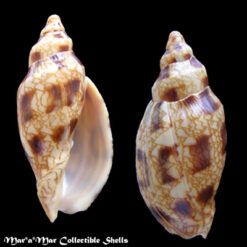 Odontocymbiola macaensis Calvo & Coltro, 1997