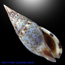 Colubraria procera (Sowerby, 1832)