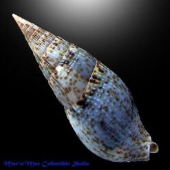 Alternative view of Colubraria procera (Sowerby, 1832)