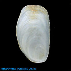 Crepidula plana Say, 1822*