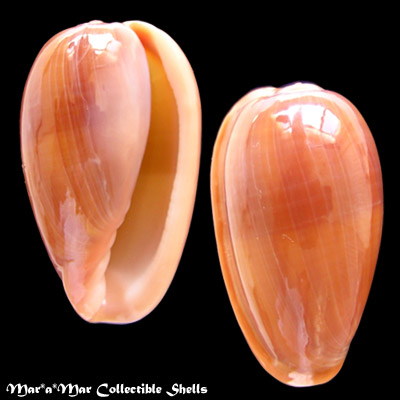 Bullata matthewsi Van Mol &Tursch, 1967