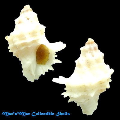 Babelomurex bernardi (Nicolay, 1984)