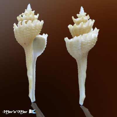 Coronium coronatum Penna-neme & Leme,1978