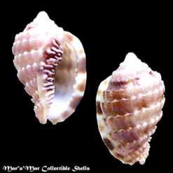 Morum matthewsi Emerson, 1967