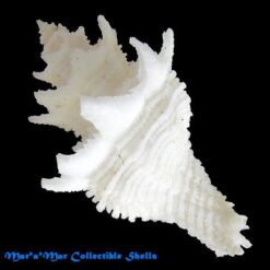 Alternative view of Babelomurex basilium (Neme & Leme, 1978)